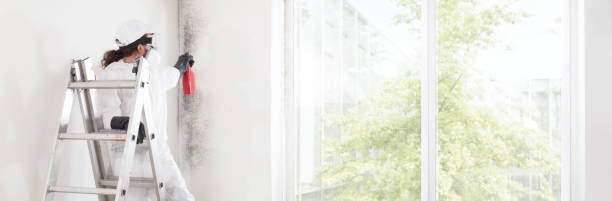 Professional Mold Removal in Quincy, MA